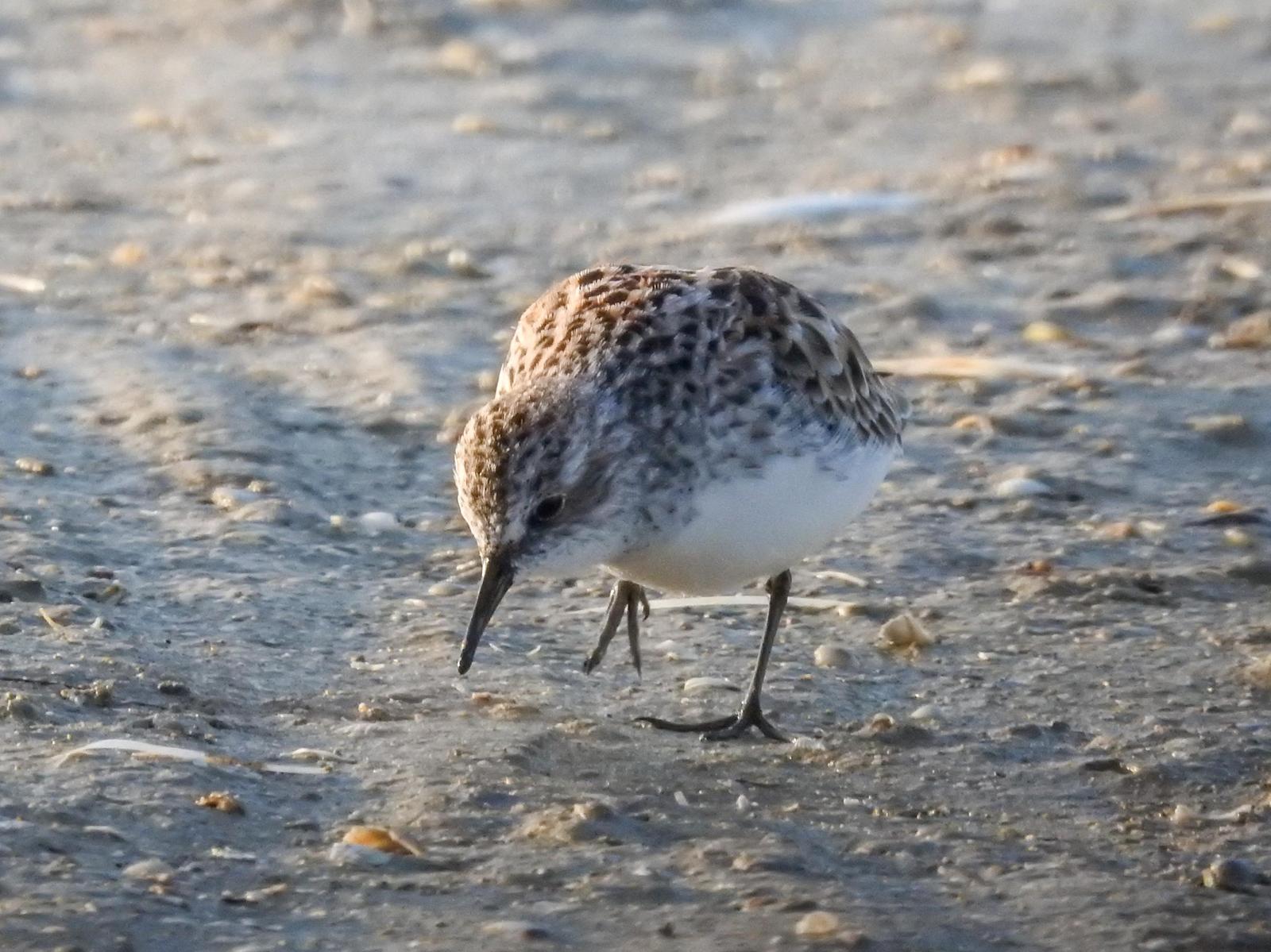 Little Stint Photo by African Googre