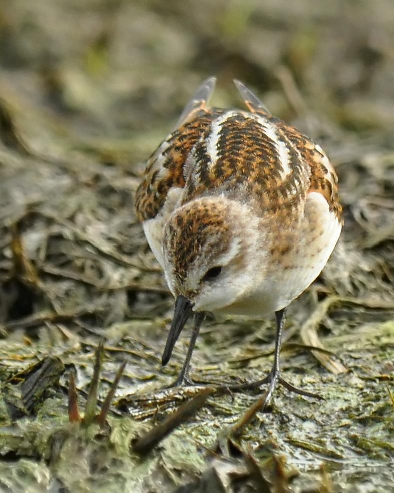 Little Stint Photo by Ryan P. O'Donnell