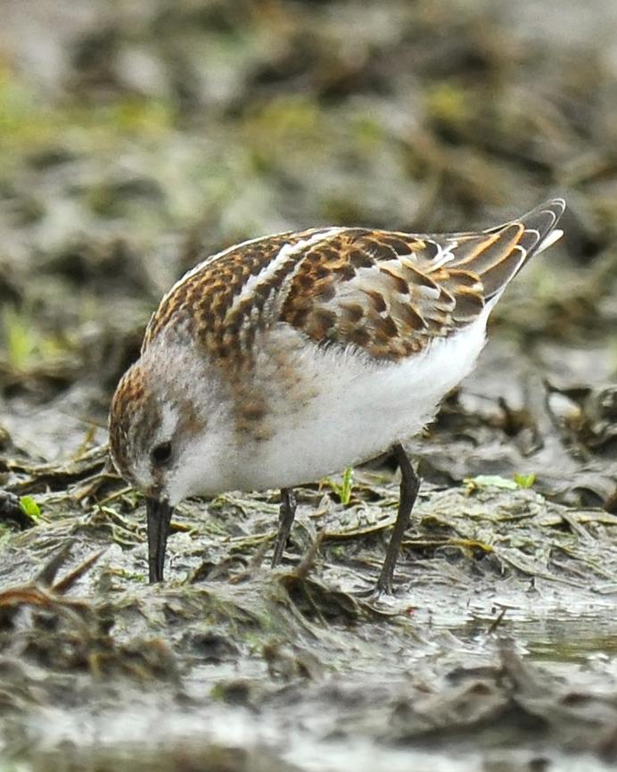 Little Stint Photo by Ryan P. O'Donnell
