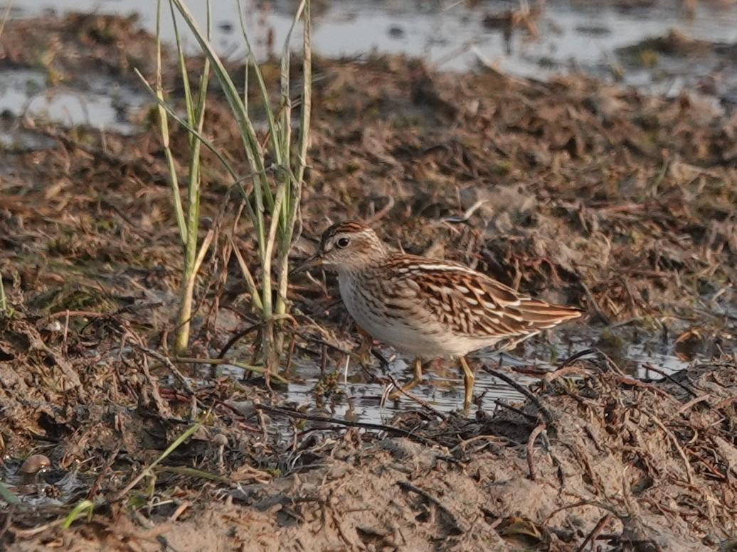 Long-toed Stint Photo by Bonnie Clarfield-Bylin