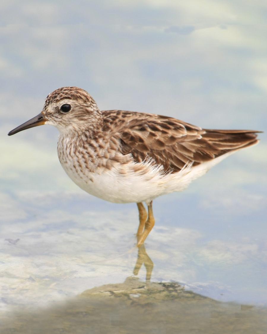 Long-toed Stint Photo by Monte Taylor