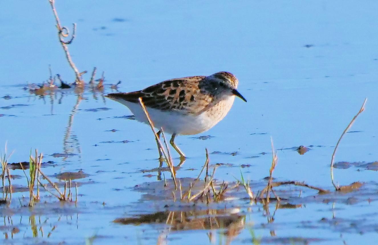 Long-toed Stint Photo by Peter Lowe