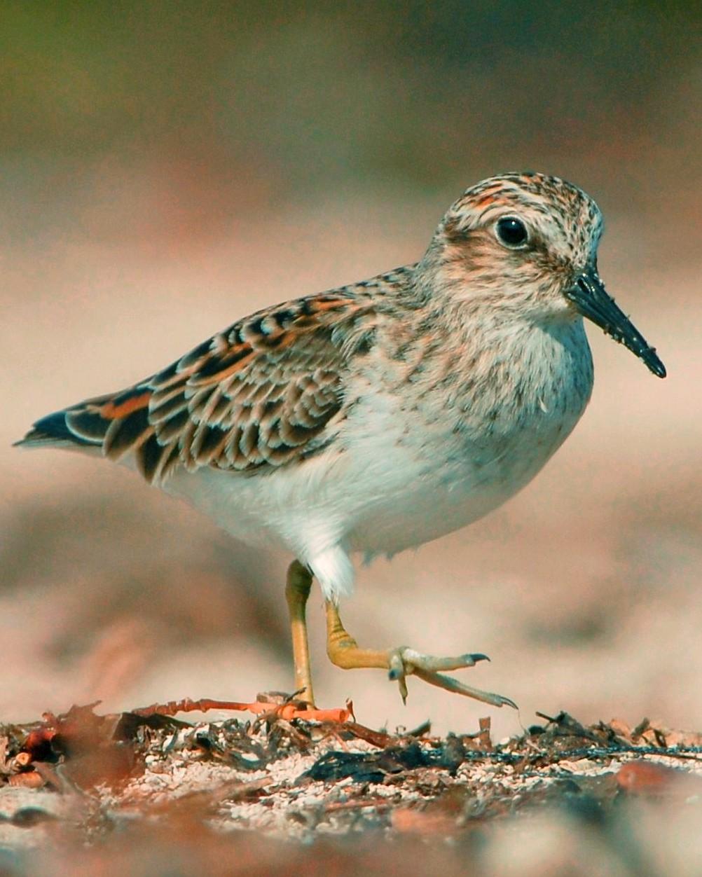 Least Sandpiper Photo by David Hollie