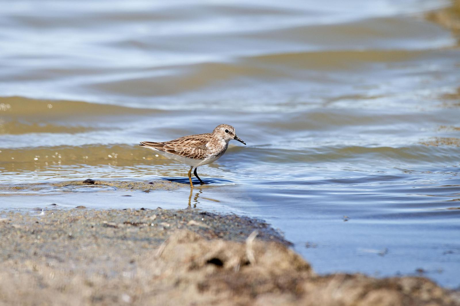 Least Sandpiper Photo by Dylan Hopkins