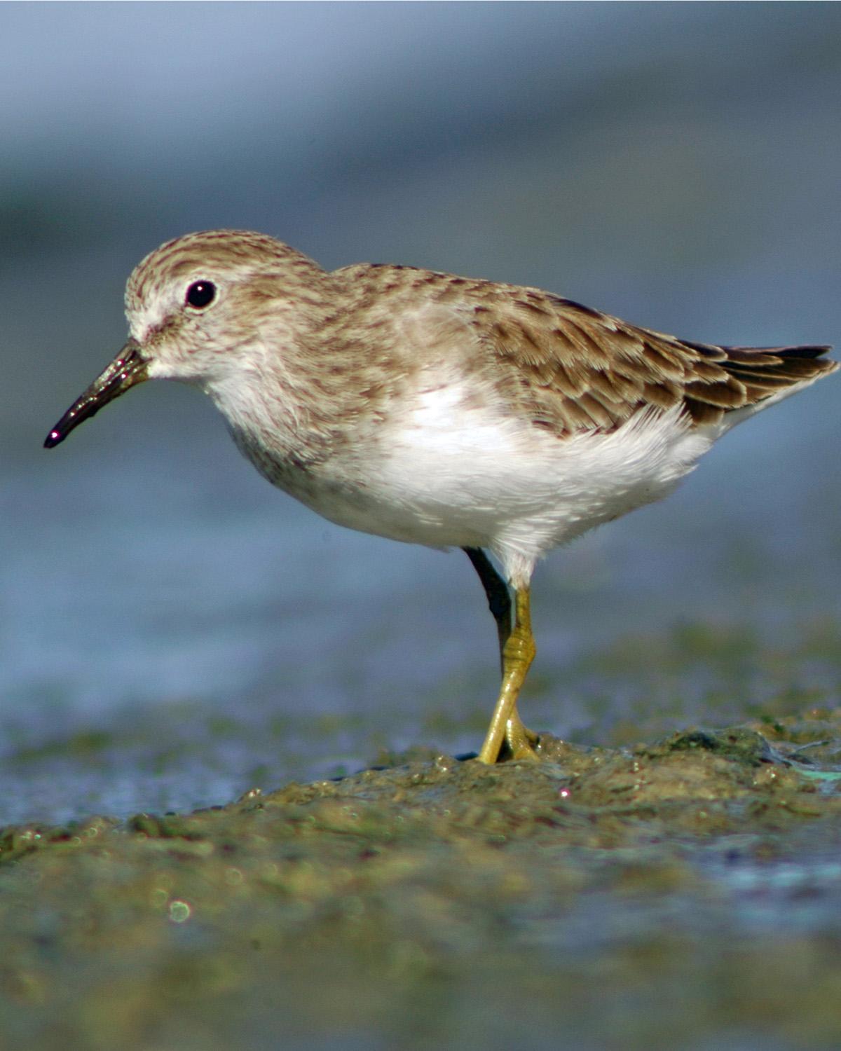 Least Sandpiper Photo by Magill Weber