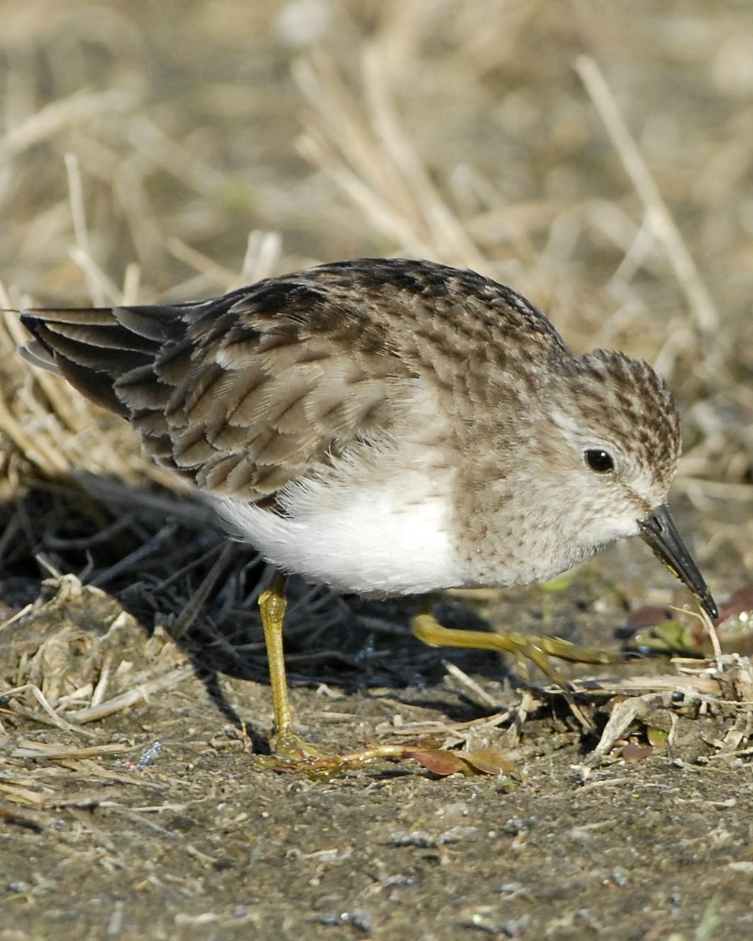 Least Sandpiper Photo by David Hollie