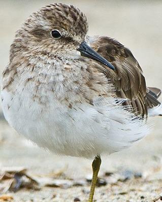 Least Sandpiper Photo by Pete Myers