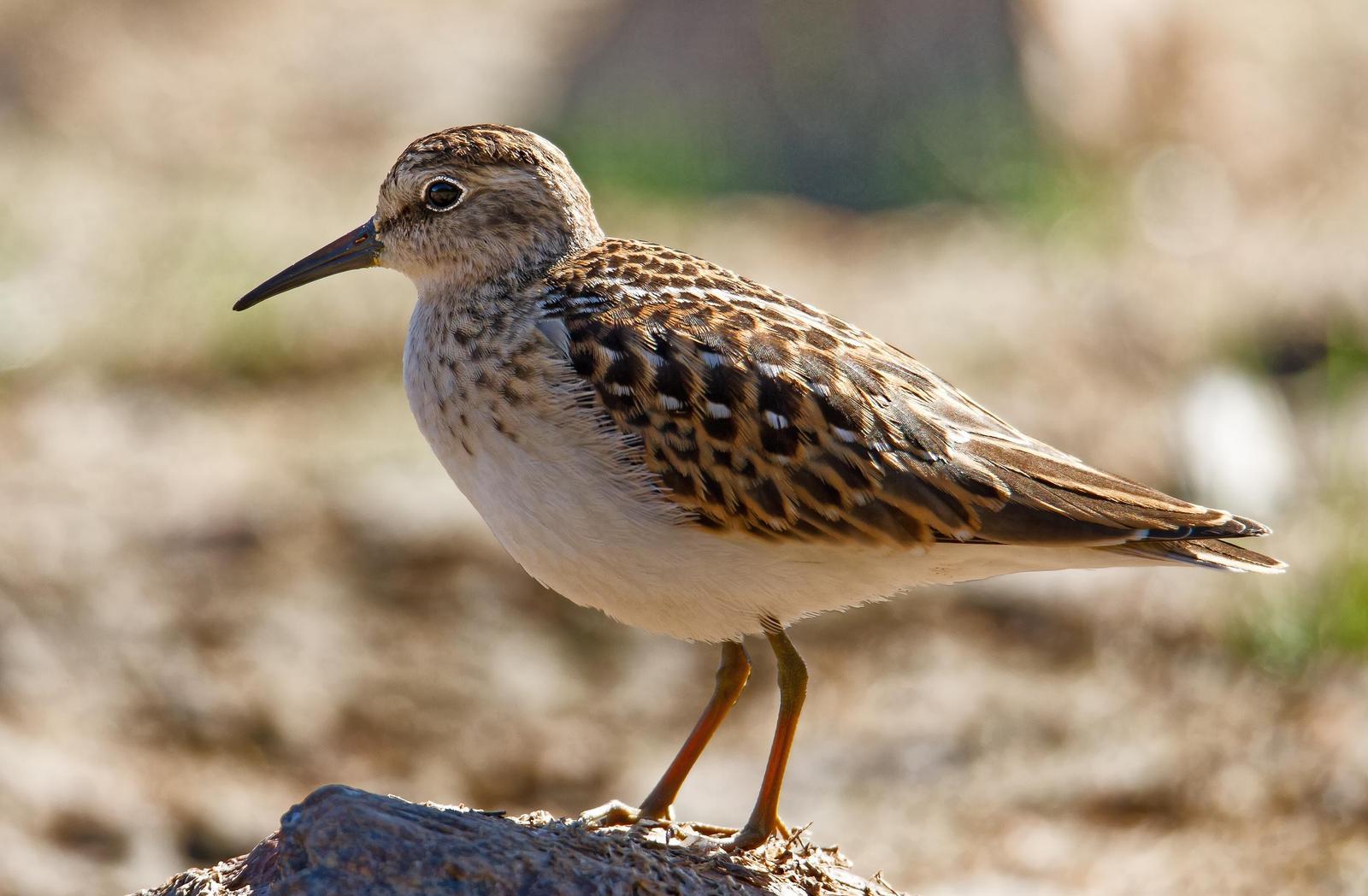 Least Sandpiper Photo by Nick Guirate