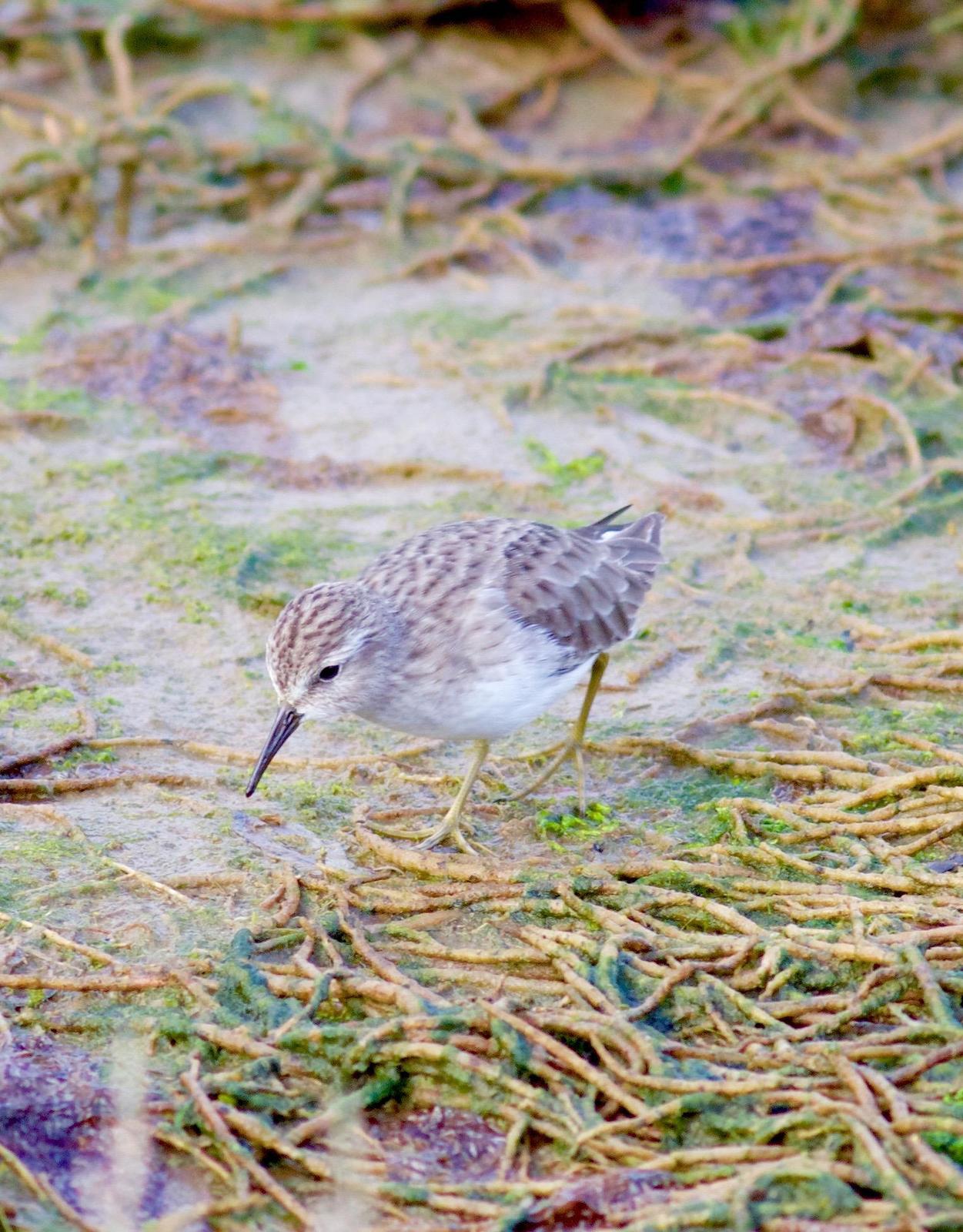 Least Sandpiper Photo by Kathryn Keith