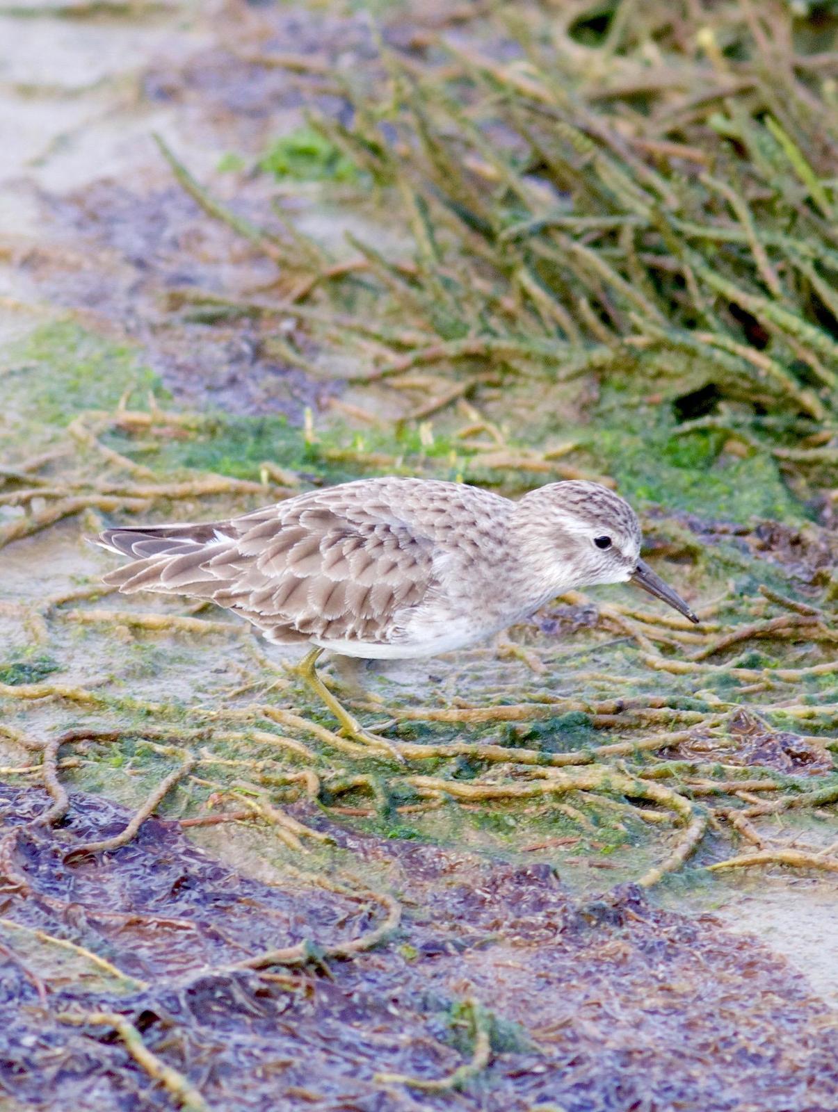 Least Sandpiper Photo by Kathryn Keith