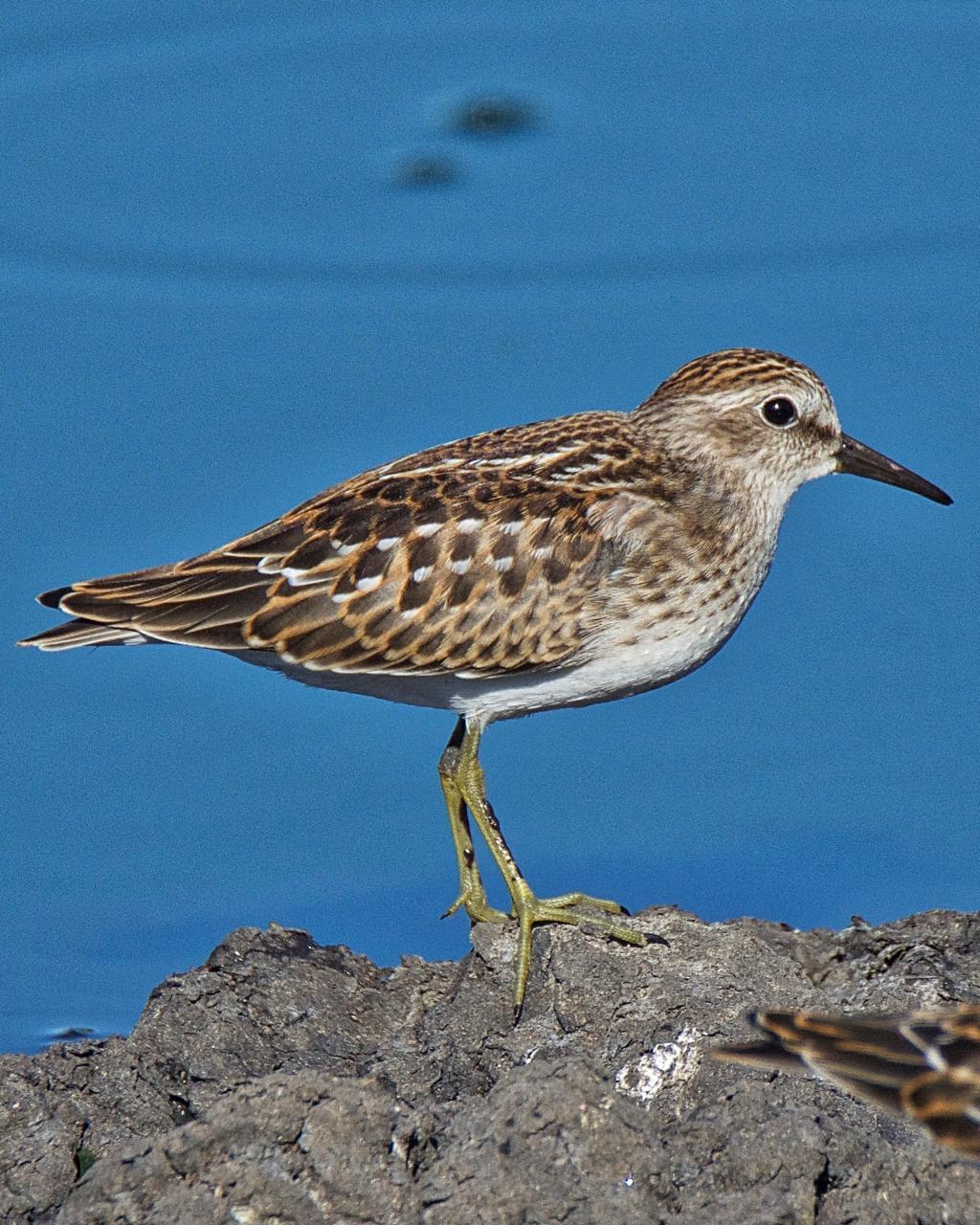 Least Sandpiper Photo by Brian Avent