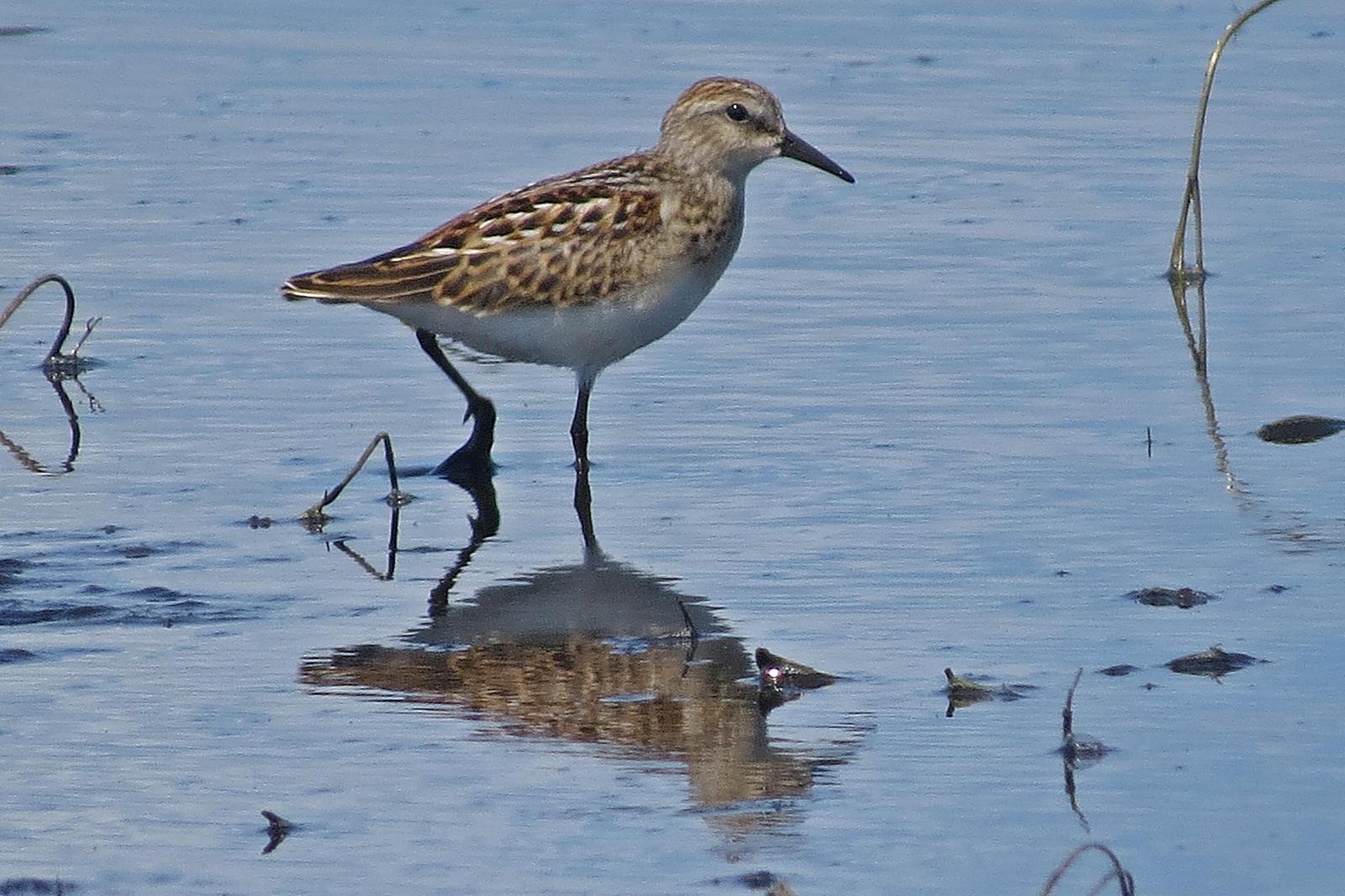 Least Sandpiper Photo by Enid Bachman