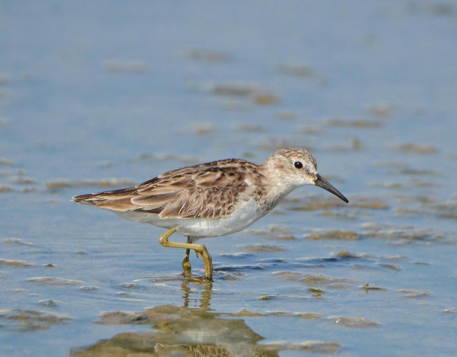 Least Sandpiper Photo by Steven Mlodinow