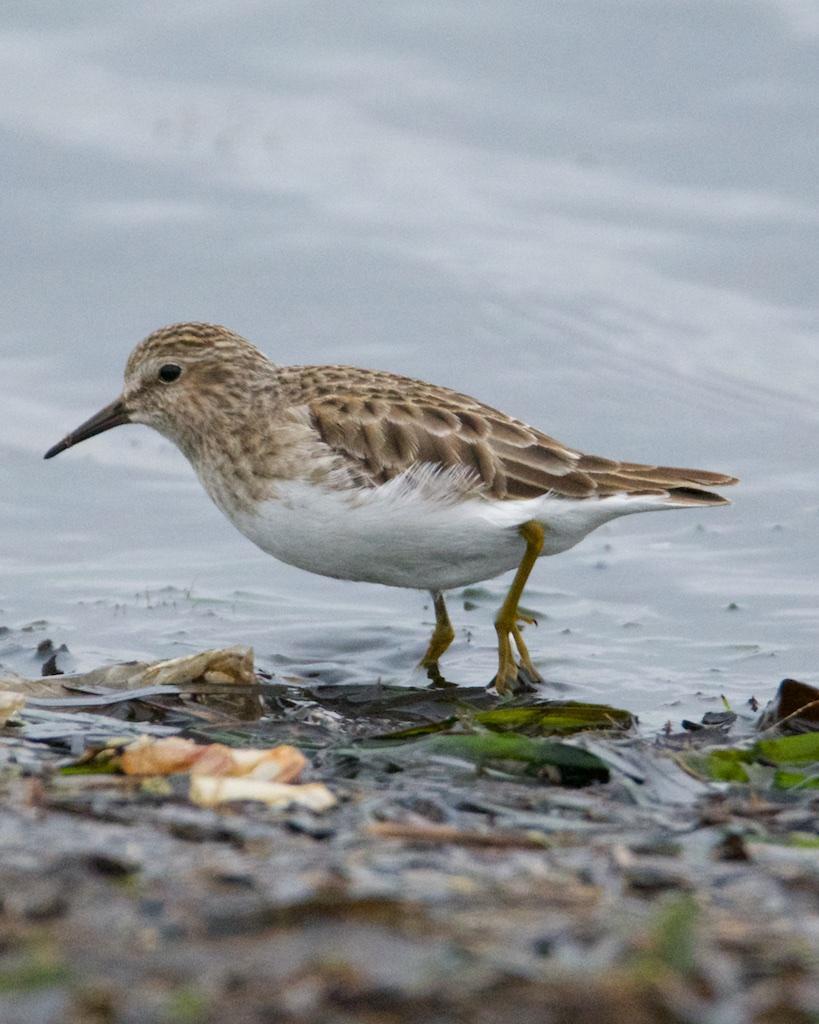 Least Sandpiper Photo by Brian Avent