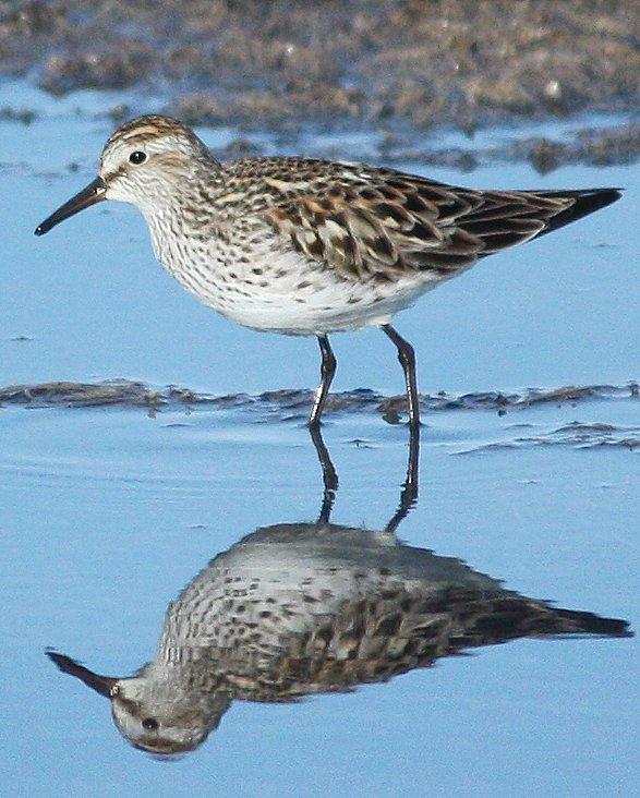 White-rumped Sandpiper Photo by Andrew Core