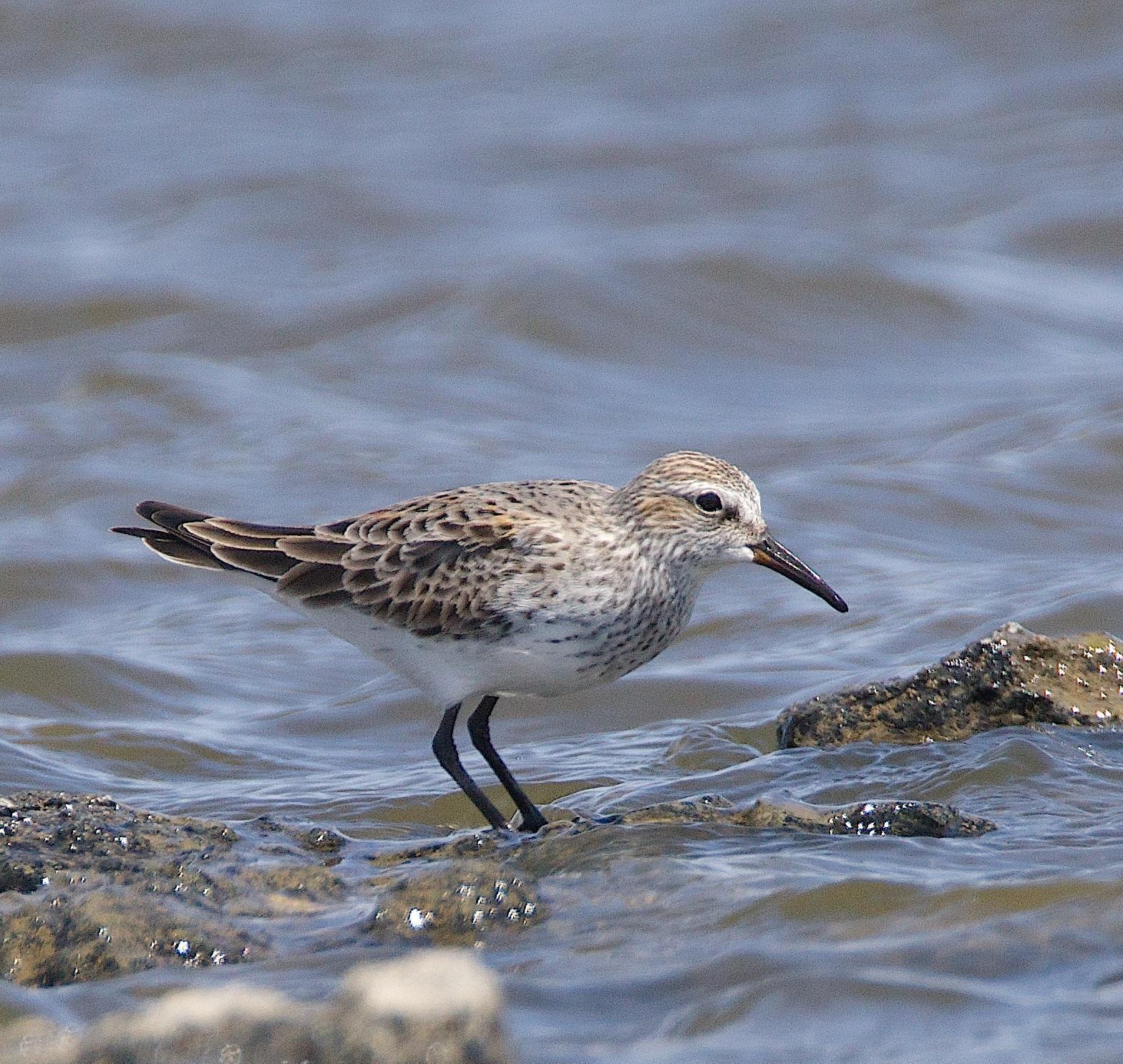 White-rumped Sandpiper Photo by Gerald Hoekstra