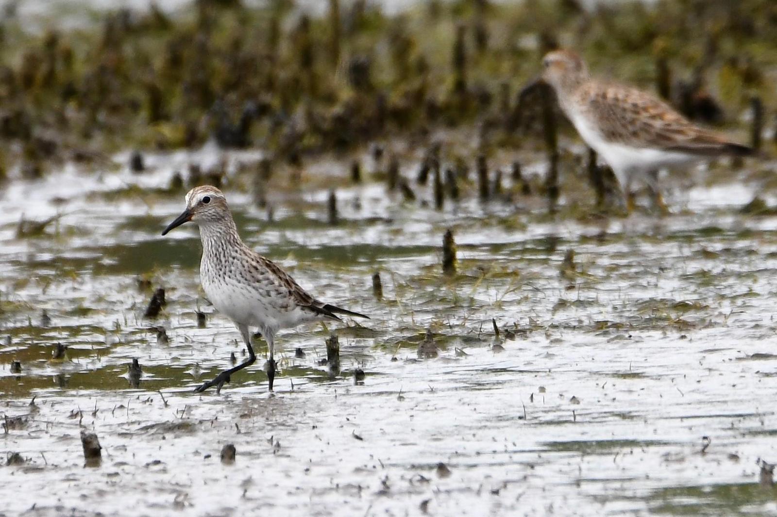 White-rumped Sandpiper Photo by Jerry Chen