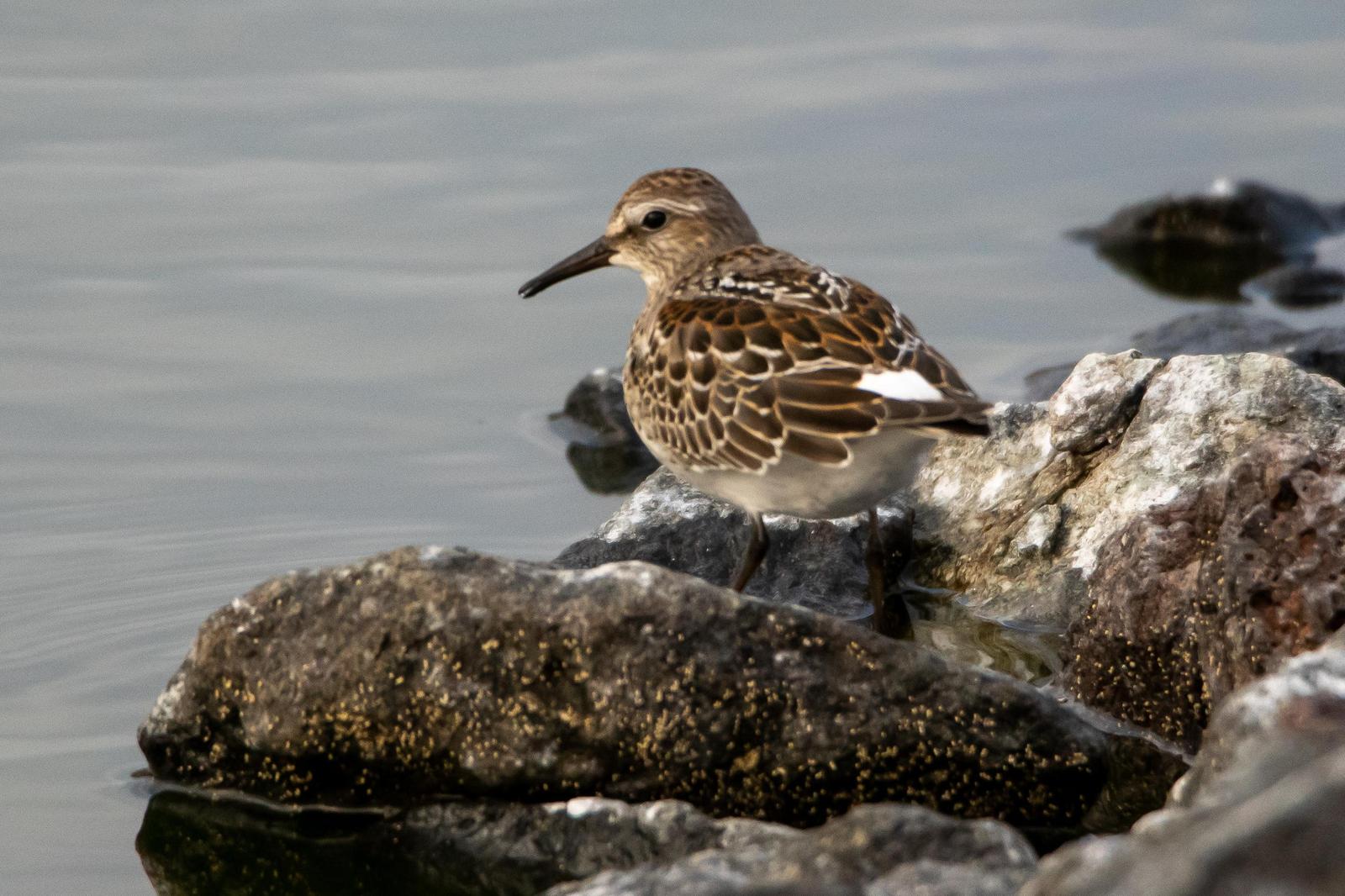 White-rumped Sandpiper Photo by Gerald Hoekstra