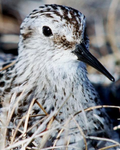 Baird's Sandpiper Photo by Pete Myers