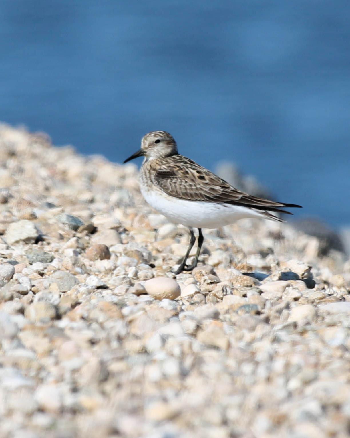 Baird's Sandpiper Photo by Dylan Hopkins