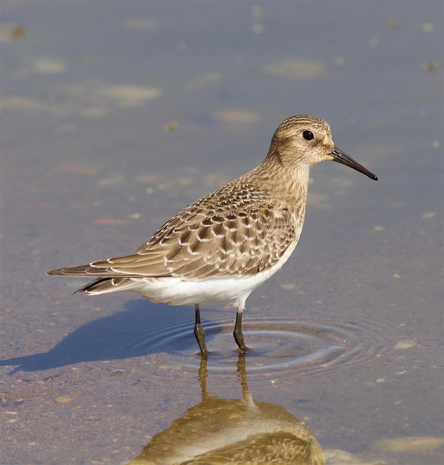Baird's Sandpiper Photo by Kathryn Keith