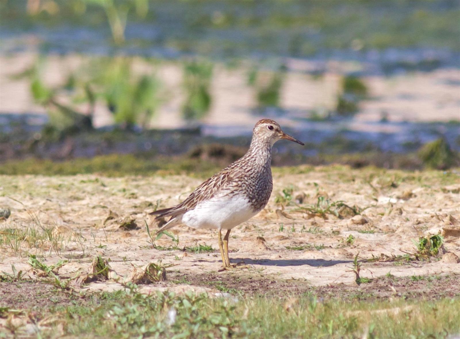 Pectoral Sandpiper Photo by Kathryn Keith