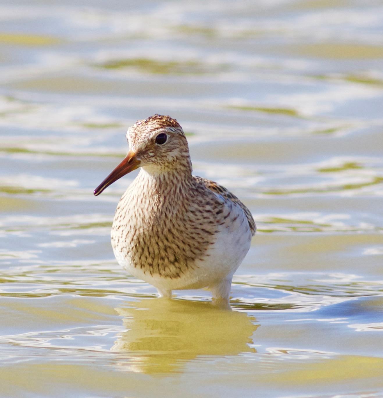Pectoral Sandpiper Photo by Kathryn Keith