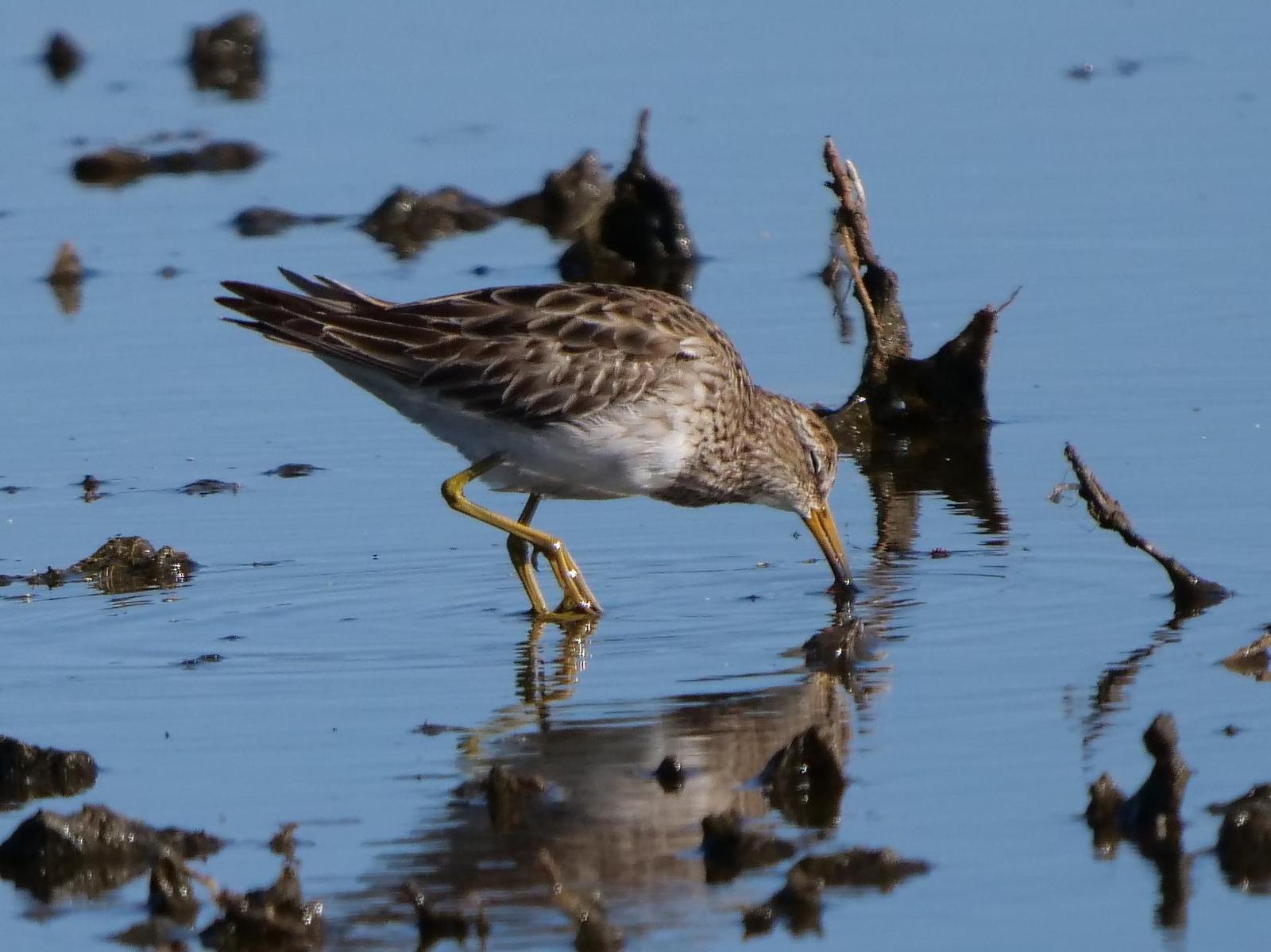 Pectoral Sandpiper Photo by Peter Lowe