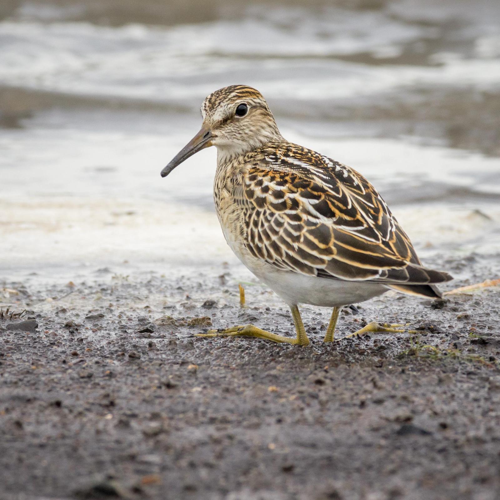 Pectoral Sandpiper Photo by Jesse Hodges