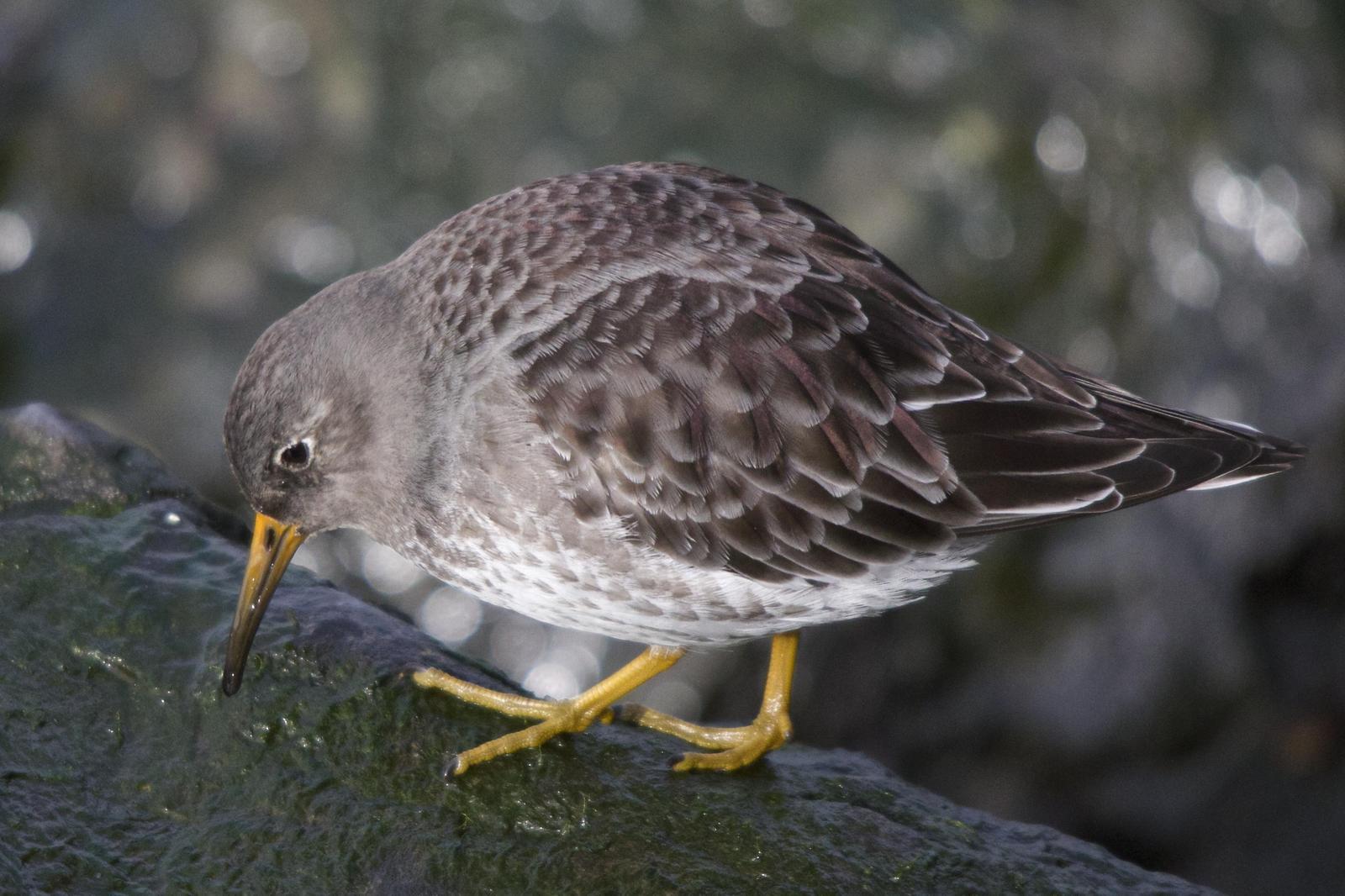 Purple Sandpiper Photo by Torin Waters