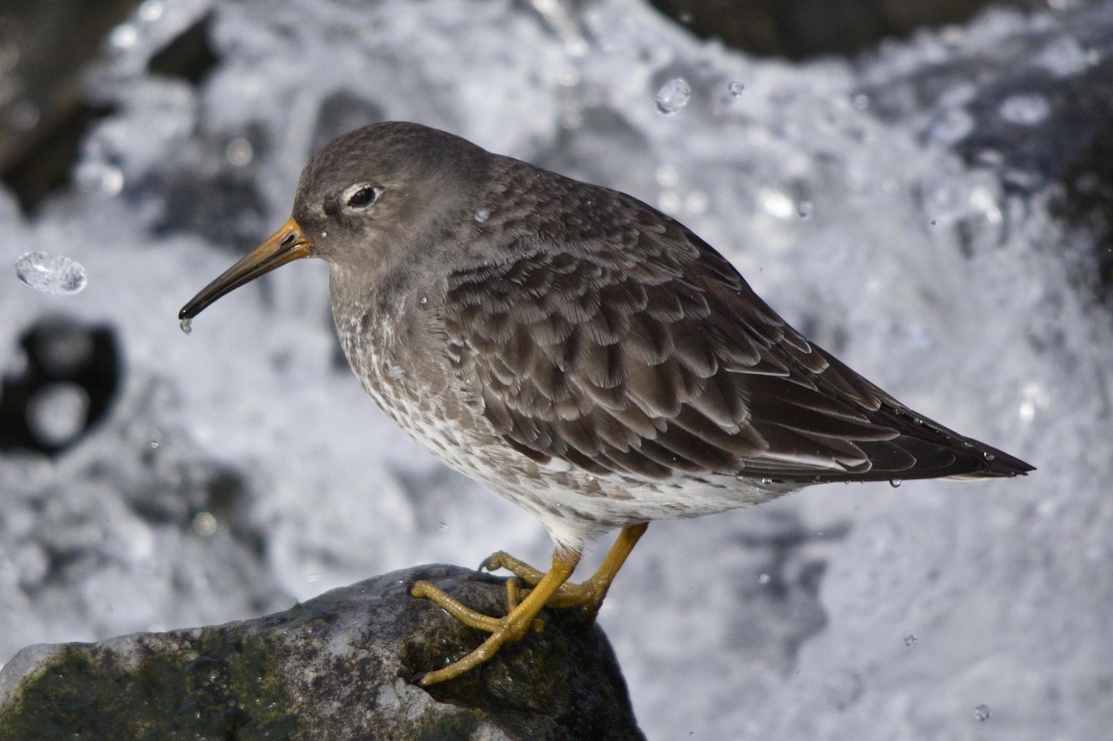 Purple Sandpiper Photo by Torin Waters