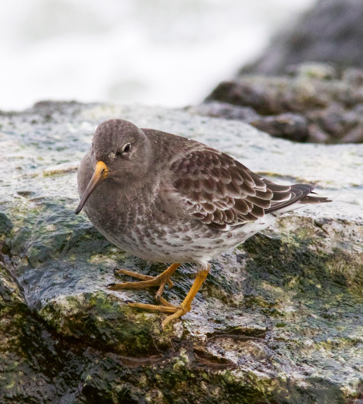 Purple Sandpiper Photo by Emily Willoughby