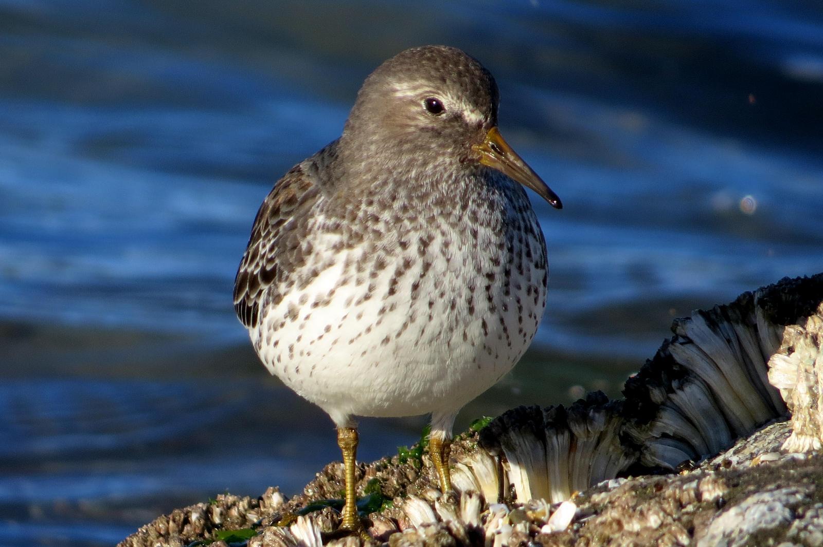 Rock Sandpiper Photo by Isaac  Denzer