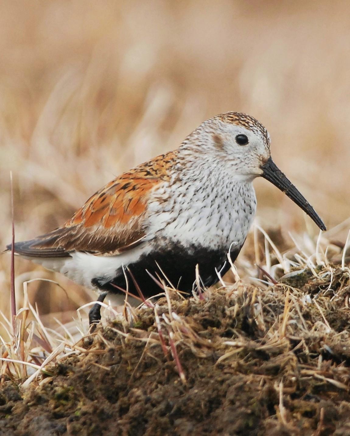 Dunlin Photo by David Hollie