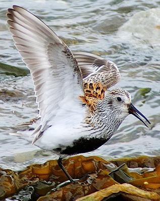 Dunlin Photo by Pete Myers