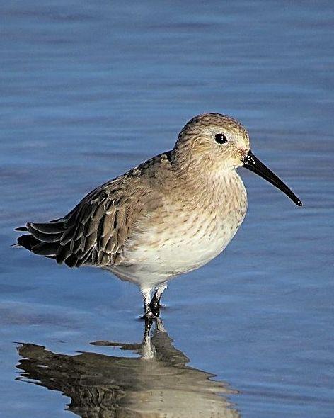 Dunlin Photo by Kevin Brabble