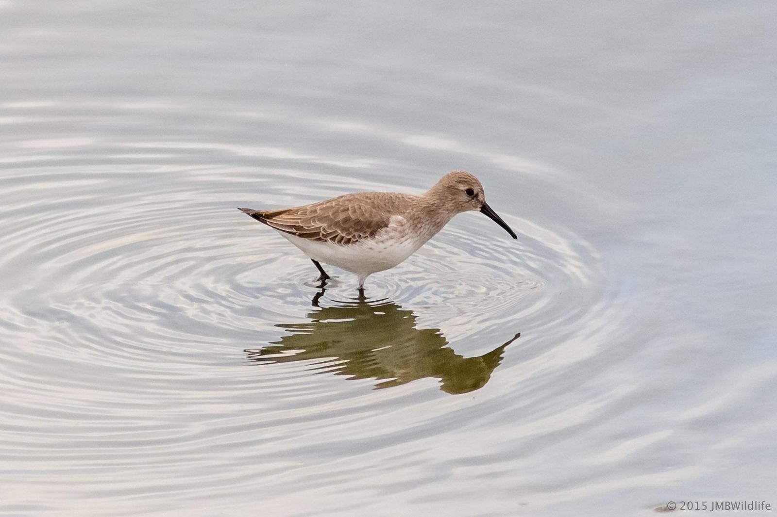 Dunlin Photo by Jeff Bray