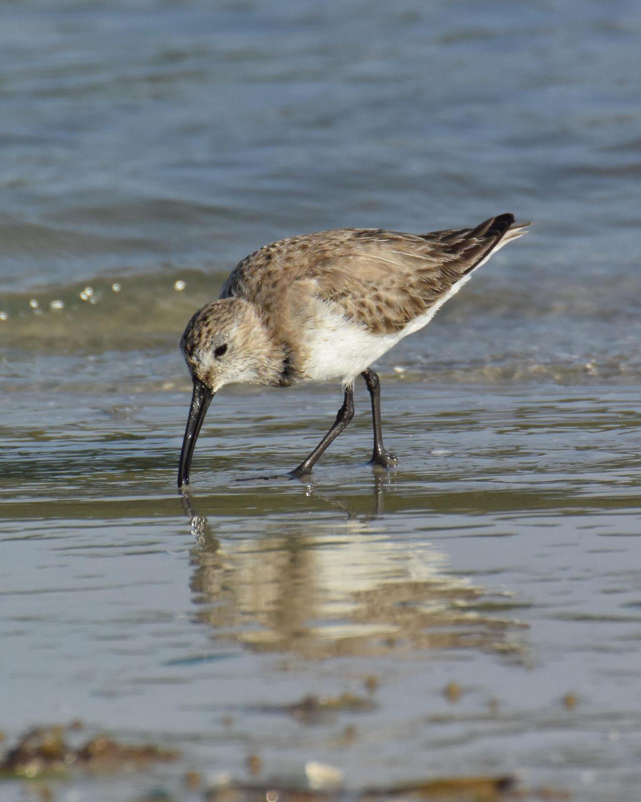 Dunlin Photo by Emily Percival