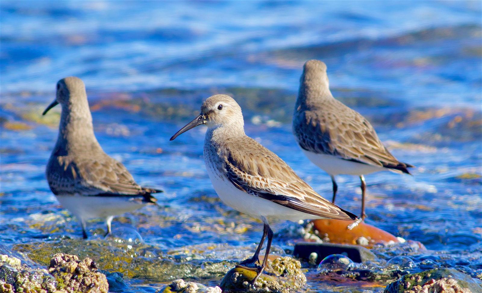 Dunlin Photo by Kathryn Keith