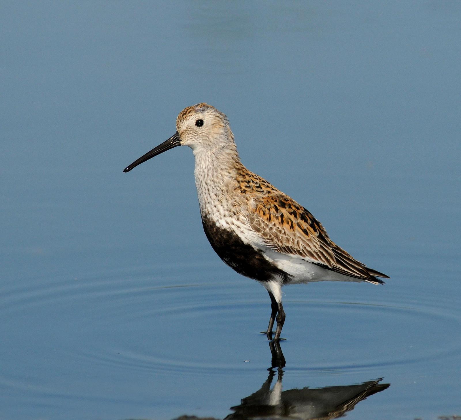 Dunlin (pacifica/arcticola) Photo by Steven Mlodinow