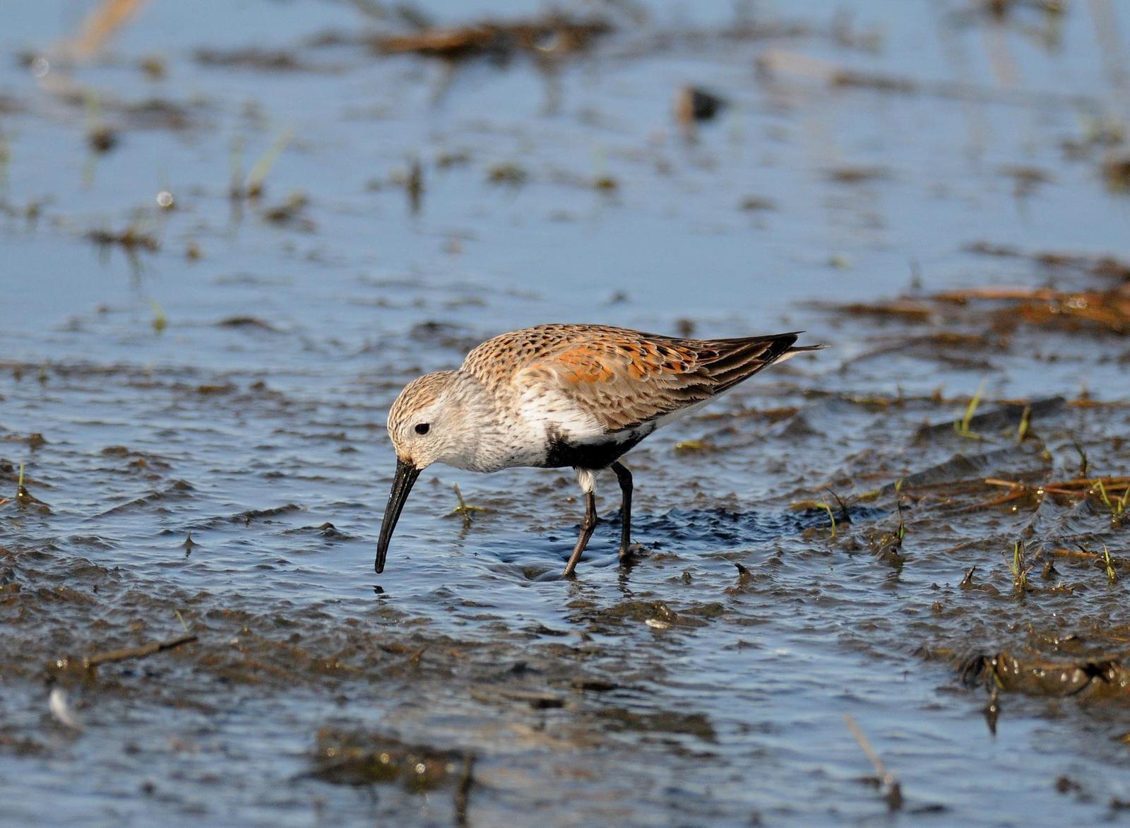 Dunlin (pacifica/arcticola) Photo by Steven Mlodinow