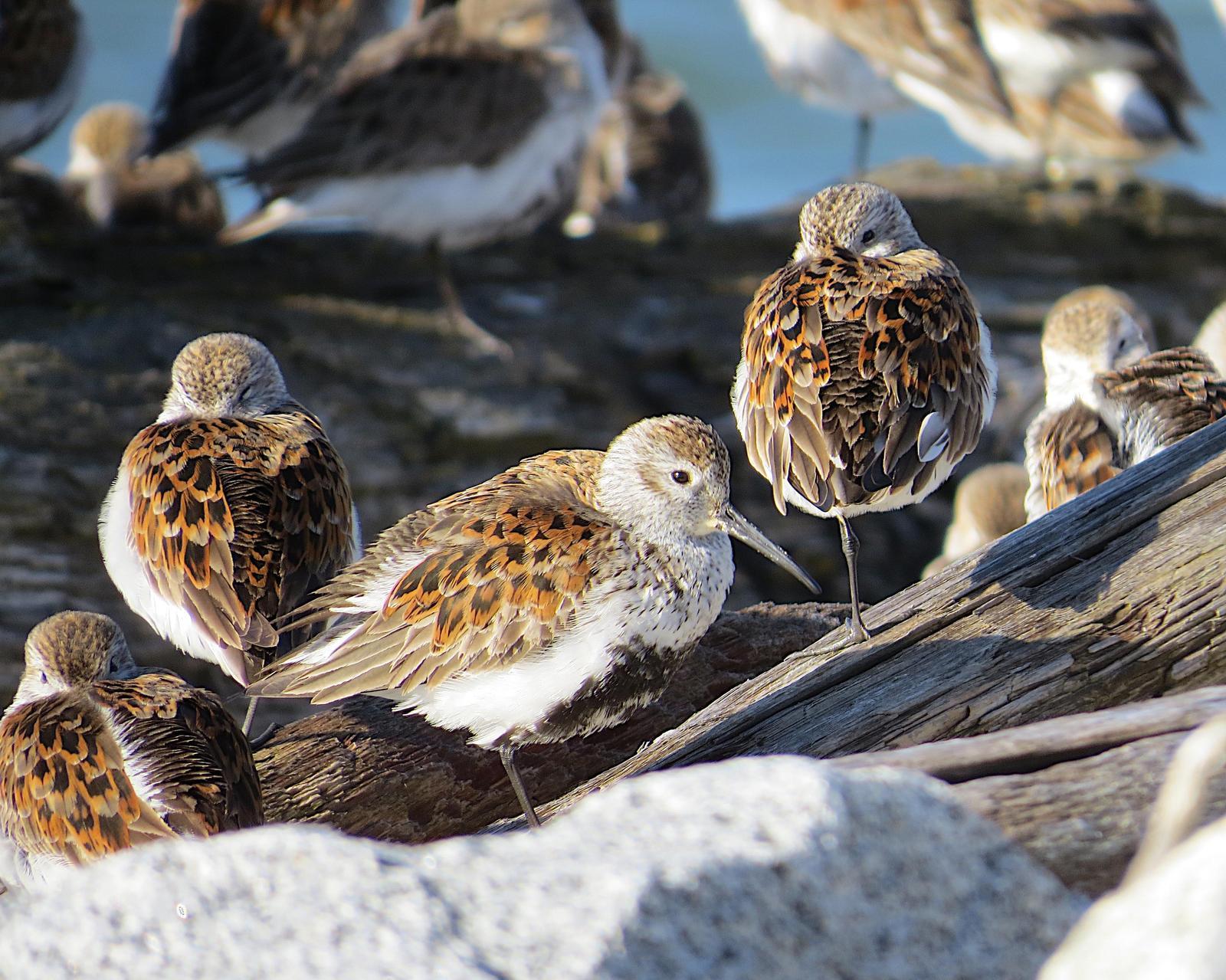 Dunlin (pacifica/arcticola) Photo by Brian Avent