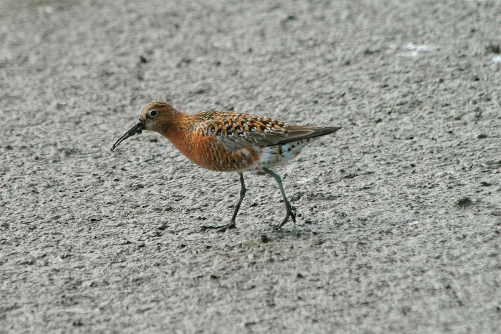 Curlew Sandpiper Photo by Tom Ford-Hutchinson
