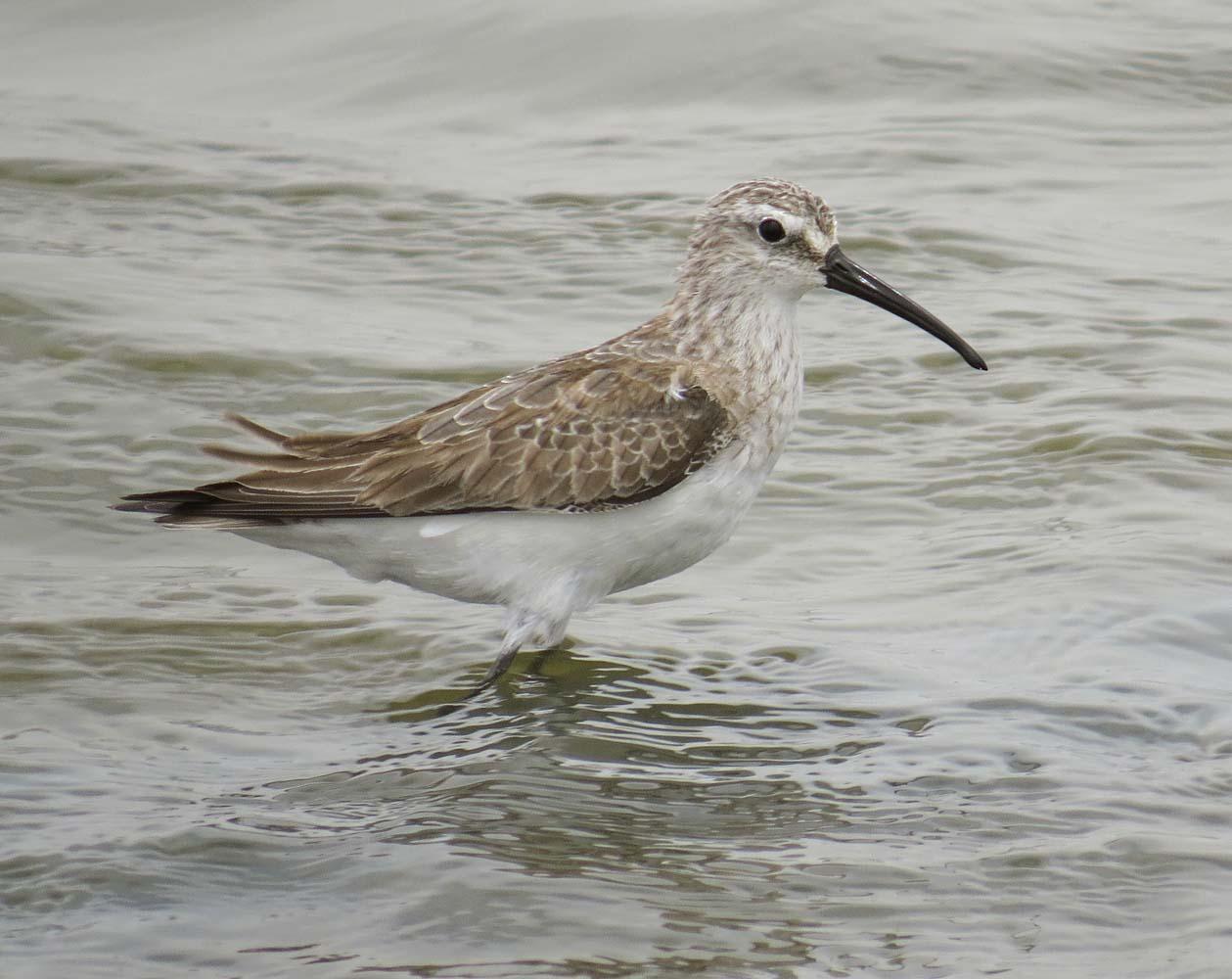 Curlew Sandpiper Photo by Peter Boesman