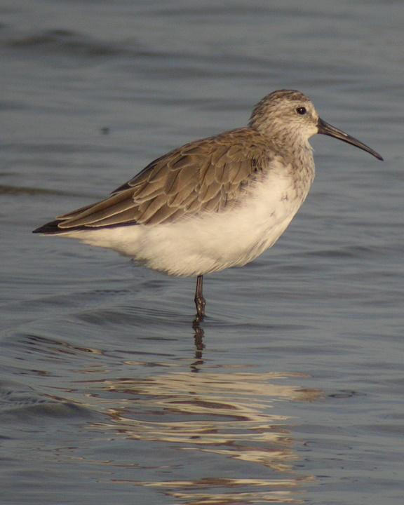 Curlew Sandpiper Photo by Mat Gilfedder