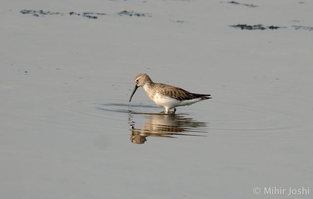 Curlew Sandpiper Photo by Mihir Joshi