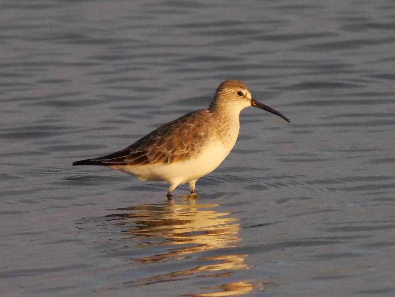 Curlew Sandpiper Photo by Peter Lowe