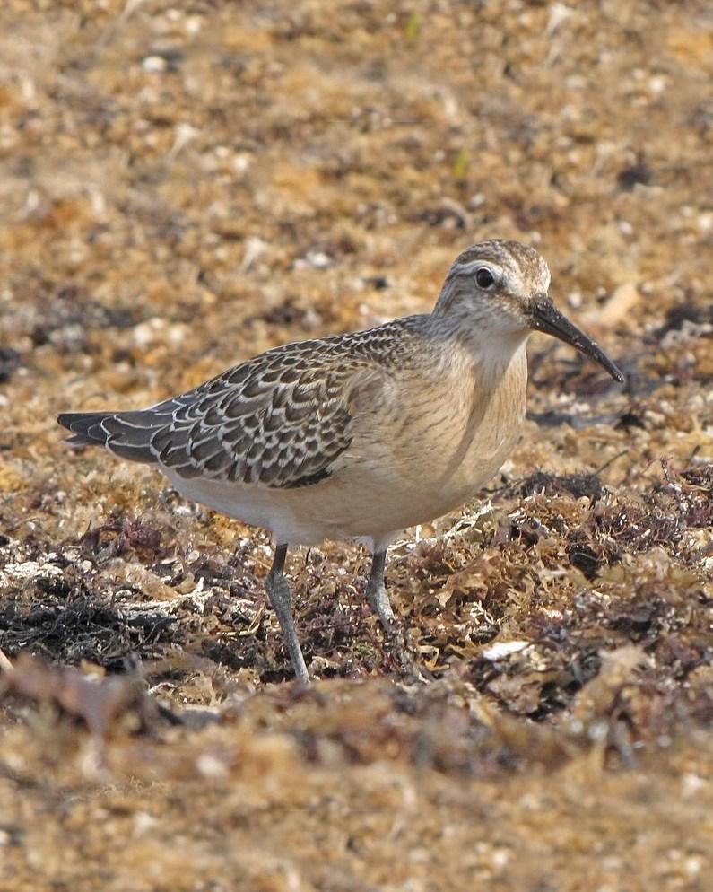 Curlew Sandpiper Photo by Stephen Mirick