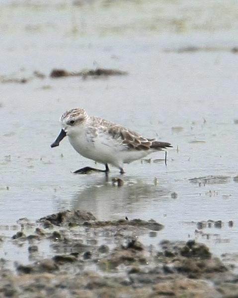 Spoon-billed Sandpiper Photo by Monte Taylor