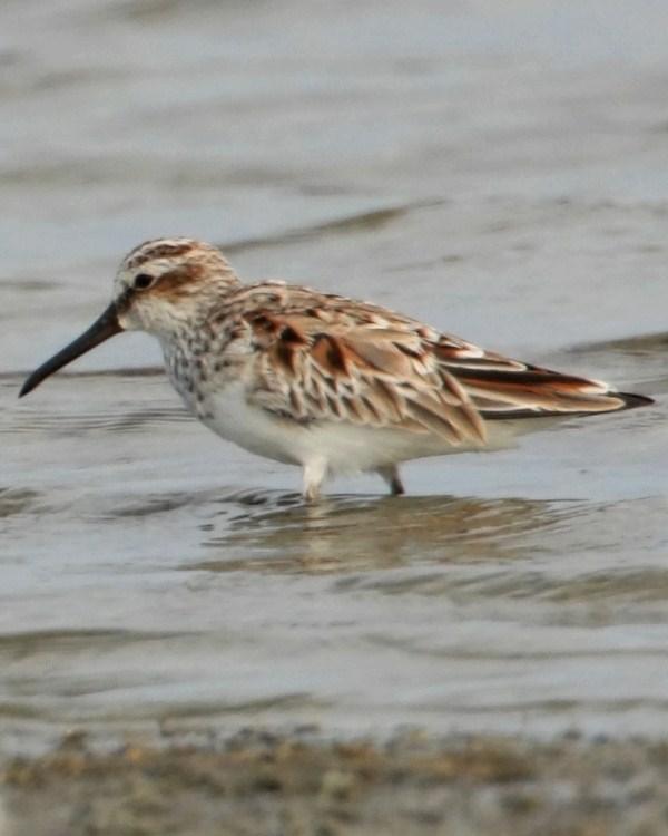 Broad-billed Sandpiper Photo by Monte Taylor